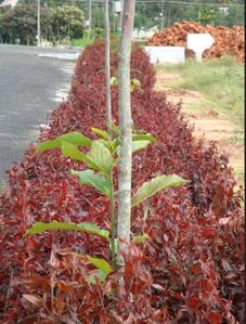 Project Image of 1200.0 - 2100.0 Sq.ft Residential Plot Plot for buy in Prasiddhi Park Dale