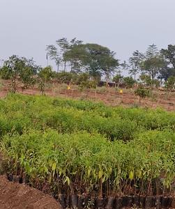 Project Image of 2178.0 - 5445.0 Sq.ft Residential Plot Plot for buy in PAMENA GREENS