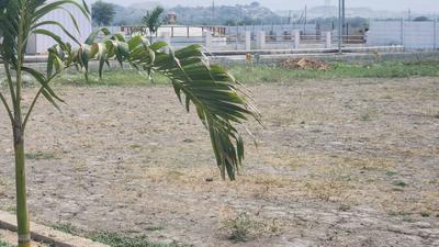 Project Image of 1197.0 - 1440.0 Sq.ft Residential Plot Plot for buy in Swayam Prime Enclave
