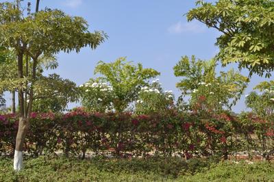 Project Image of 1743.75 - 3056.95 Sq.ft Residential Plot Plot for buy in Fortune Everest 50 LP