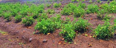 Project Image of 5445.0 - 43560.0 Sq.ft Residential Plot Plot for buy in Sampangi The Agri Fields