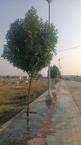 Project Image of 1000.0 - 11000.0 Sq.ft Residential Plot Plot for buy in Mauli Nagar 19