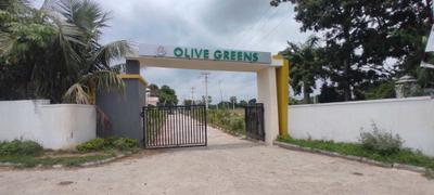 Project Image of 1319.4 - 4554.0 Sq.ft Residential Plot Plot for buy in Sun Olive Greens
