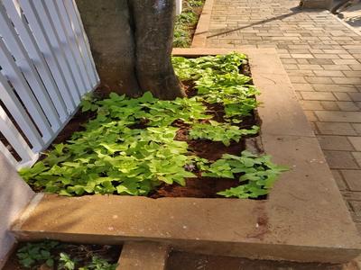 Project Image of 641.0 - 700.0 Sq.ft 2 BHK Apartment for buy in Mahavirs Natura Spacia
