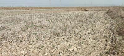 Project Image of 1000.0 - 10000.0 Sq.ft Residential Plot Plot for buy in Bhoomi Plots Chirle