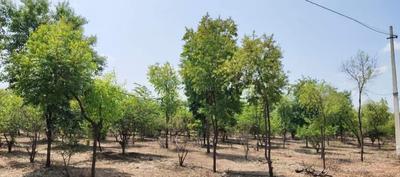 SSL Tummalapalli Plot 1