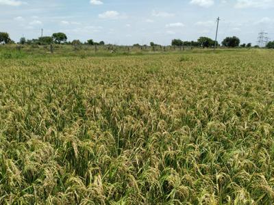 Project Image of 4356.0 - 43560.0 Sq.ft Agricultural Land Agricultural Land for buy in Aruna Ashwadhaa Organic Gardens