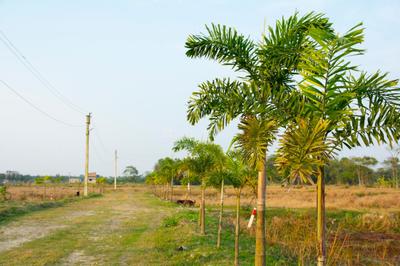Project Image of 720.0 - 2880.0 Sq.ft Residential Plot Plot for buy in Rupbasuda Green Plaza