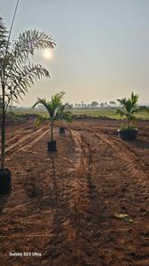 Project Image of 4356.0 - 43560.0 Sq.ft Agricultural Land Agricultural Land for buy in Aruna Ashwadhaa Organic Gardens