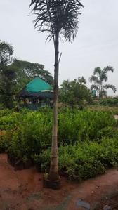 Project Image of 2178.0 - 5445.0 Sq.ft Residential Plot Plot for buy in Mudra Resorts And Farm Land