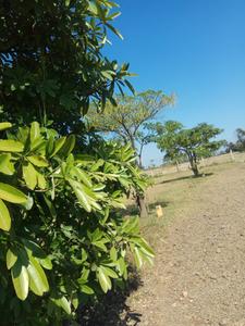 Project Image of 600.0 - 2400.0 Sq.ft Residential Plot Plot for buy in Miraacle Premium Villa Plots GNT Road