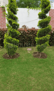 Project Images