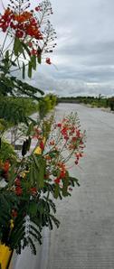 Project Image of 1350.0 - 7299.0 Sq.ft Residential Plot Plot for buy in Navabhoomi Wonder Farms