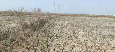 Project Image of 1000.0 - 10000.0 Sq.ft Residential Plot Plot for buy in Royals Land Plots In Igatpuri