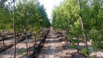 T Homes Lepakshi Greens Amenities 1