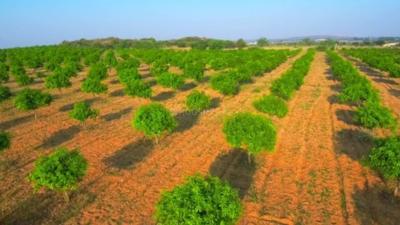 Project Image of 1089.0 - 5445.0 Sq.ft Residential Plot Plot for buy in Sai Honey Mega Farms