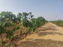 Project Image of 2178.0 - 5445.0 Sq.ft Residential Plot Plot for buy in Affinity Brundavanam