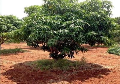 Project Image of 2700.0 - 10890.0 Sq.ft Residential Plot Plot for buy in Samruddhi Kalpavruksha