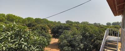 Vision Aashritha Mango Garden Plot 2