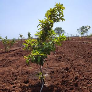 Project Image of 5445.0 - 43560.0 Sq.ft Residential Plot Plot for buy in Silpa Aranya