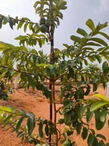 Project Image of 1350.0 - 2700.0 Sq.ft Residential Plot Plot for buy in Srr Fortune Gachibowli Paradise County Phase 5