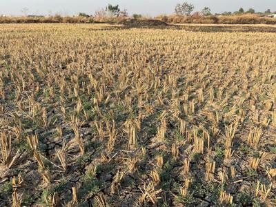 Plots In Belondekhar Plot 1