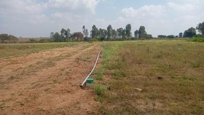 Project Image of 5445.0 - 10890.0 Sq.ft Residential Plot Plot for buy in Utopiaa