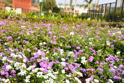 Project Image of 1200.0 - 4500.0 Sq.ft Residential Plot Plot for buy in Cauvery Enclave