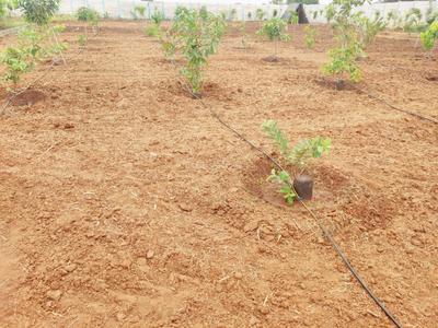 Project Image of 1300.0 - 2500.0 Sq.ft Agricultural Land Agricultural Land for buy in Green Nature Farms