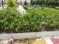 K P Tejaji Residency Landscape Garden and Tree Planting 2