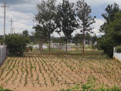 Project Image of 1200.0 - 2400.0 Sq.ft Residential Plot Plot for buy in Hindustan Sunshine Acres