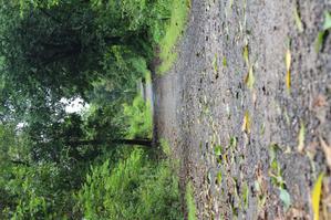 Project Image of 1523.52 - 5163.02 Sq.ft Residential Plot Plot for buy in Malpani Pali Hill City Phase II