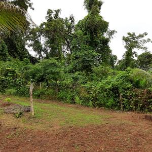 Project Image of 1000.0 - 10000.0 Sq.ft Residential Plot Plot for buy in Farm N Land Mangaon