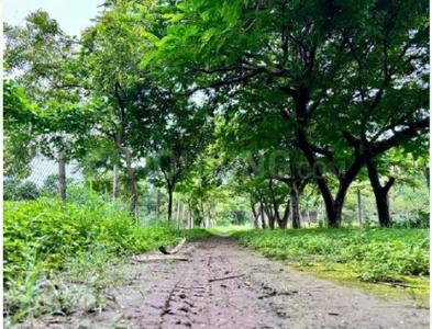 Project Image of 1816.52 - 4683.27 Sq.ft Residential Plot Plot for buy in Shapoorji Pallonji Treetopia Phase 1