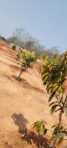 Project Image of 1440.0 - 2718.0 Sq.ft Residential Plot Plot for buy in Sahasra Mango Garden