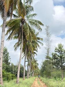 Project Image of 6000.0 - 12000.0 Sq.ft Residential Plot Plot for buy in Navile Farms 