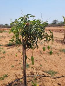 Project Image of 5445.0 - 9000.0 Sq.ft Residential Plot Plot for buy in Sahasra Mango Garden Phase 1