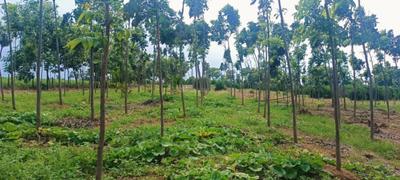Project Image of 1503.0 - 4500.0 Sq.ft Residential Plot Plot for buy in Lotus Heaven