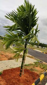 Project Image of 1200.0 - 1800.0 Sq.ft Residential Plot Plot for buy in Surya Paradise Phase 2