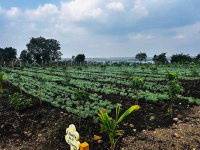 Project Image of 5445.0 - 43560.0 Sq.ft Residential Plot Plot for buy in Lotus Mana Polam