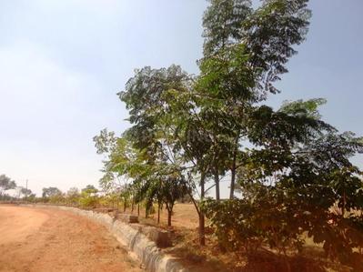 Project Image of 1200.0 - 3000.0 Sq.ft Residential Plot Plot for buy in Blue Smilee Views