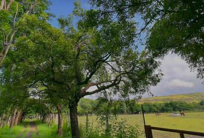 Project Image of 2129.42 - 8759.46 Sq.ft Residential Plot Plot for buy in Treetopia Phase 3