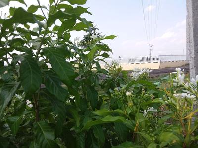 Project Image of 645.0 - 2195.0 Sq.ft Residential Plot Plot for buy in Ashok Brindavanam Phase 3