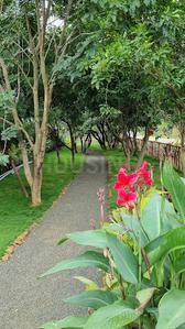 Urban Santo Landscape Garden and Tree Planting 1