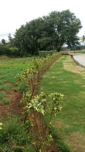 Project Image of 1108.0 - 2400.0 Sq.ft Residential Plot Plot for buy in Shriram Godhuli