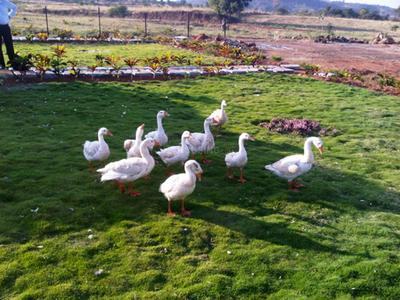 Project Image of 5500.0 - 10000.0 Sq.ft Residential Plot Plot for buy in VSG Dream Hills