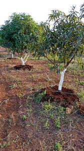 Project Image of 0.0 - 12000.0 Sq.ft Agricultural Land Agricultural Land for buy in Motiram Bag