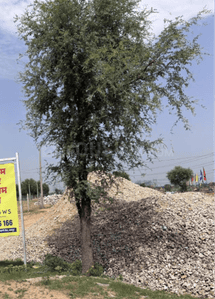Project Image of 1002.87 - 2605.51 Sq.ft Residential Plot Plot for buy in Sanjeevni Jkd Meadows