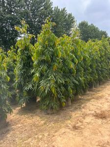 Project Image of 3500.0 - 9000.0 Sq.ft Residential Plot Plot for buy in The Monarch Farms