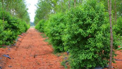 Project Image of 1800.0 - 3600.0 Sq.ft Residential Plot Plot for buy in USM My City Go Ranch